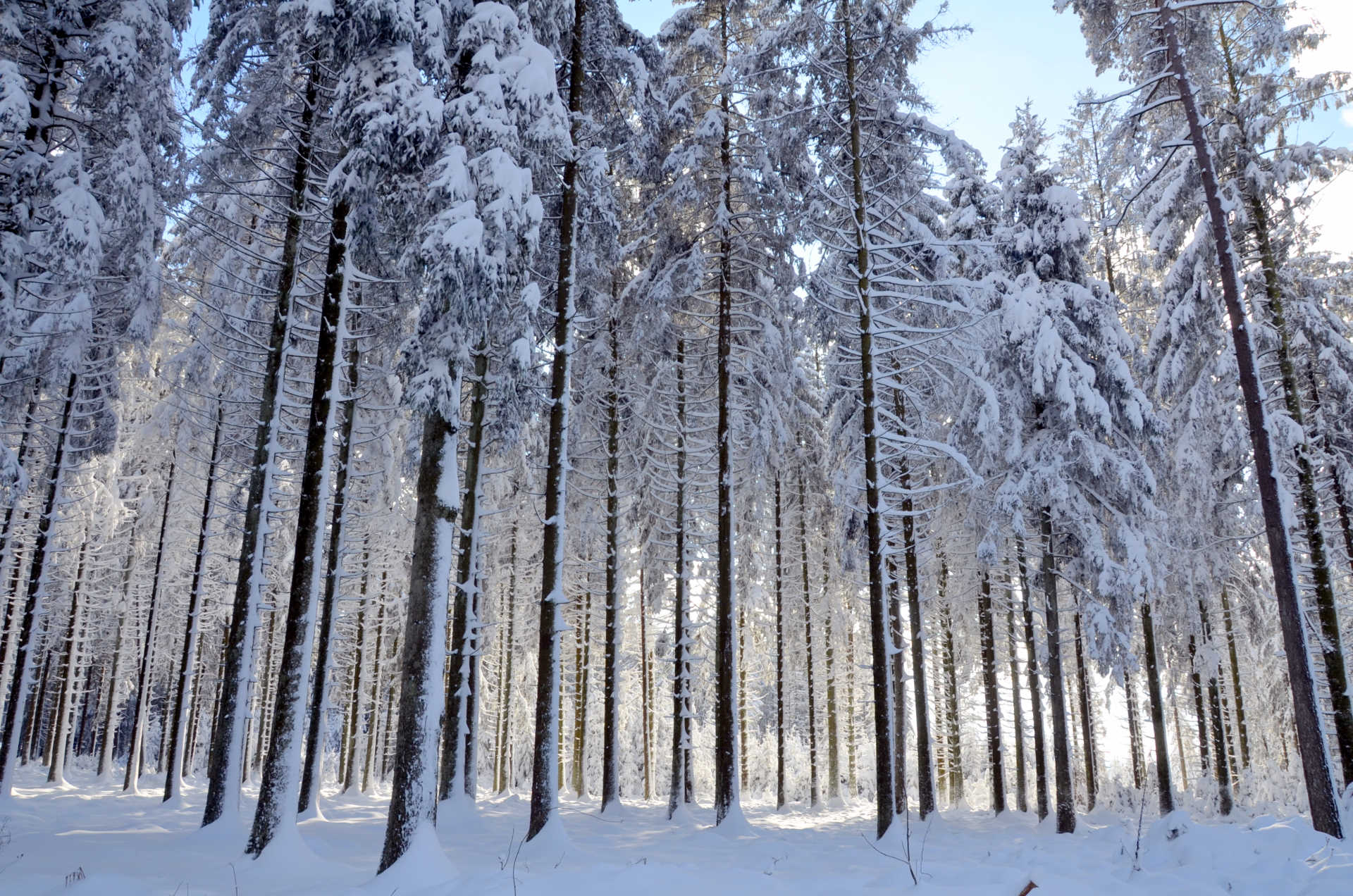 neige-®FTLBPWillems