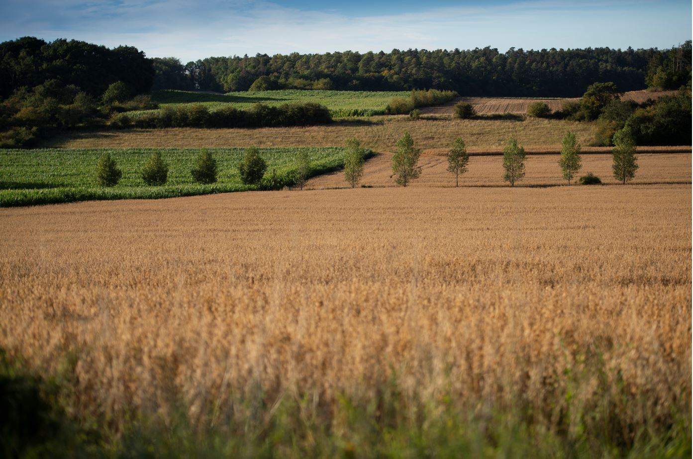 Paysage entre Tellin et Wellin