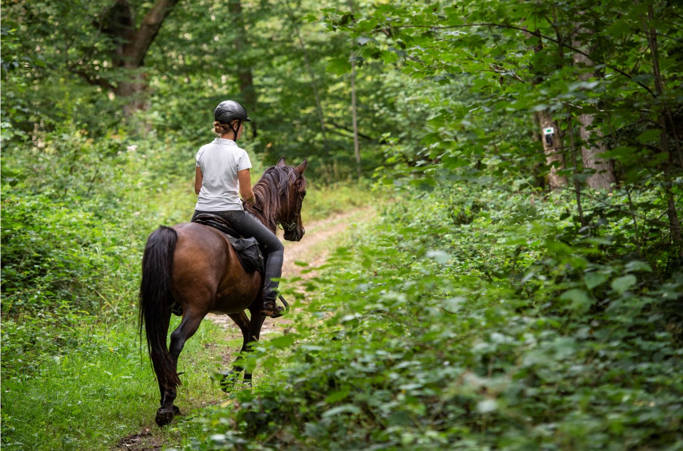 rando_cheval©dbcreation-MTFSH