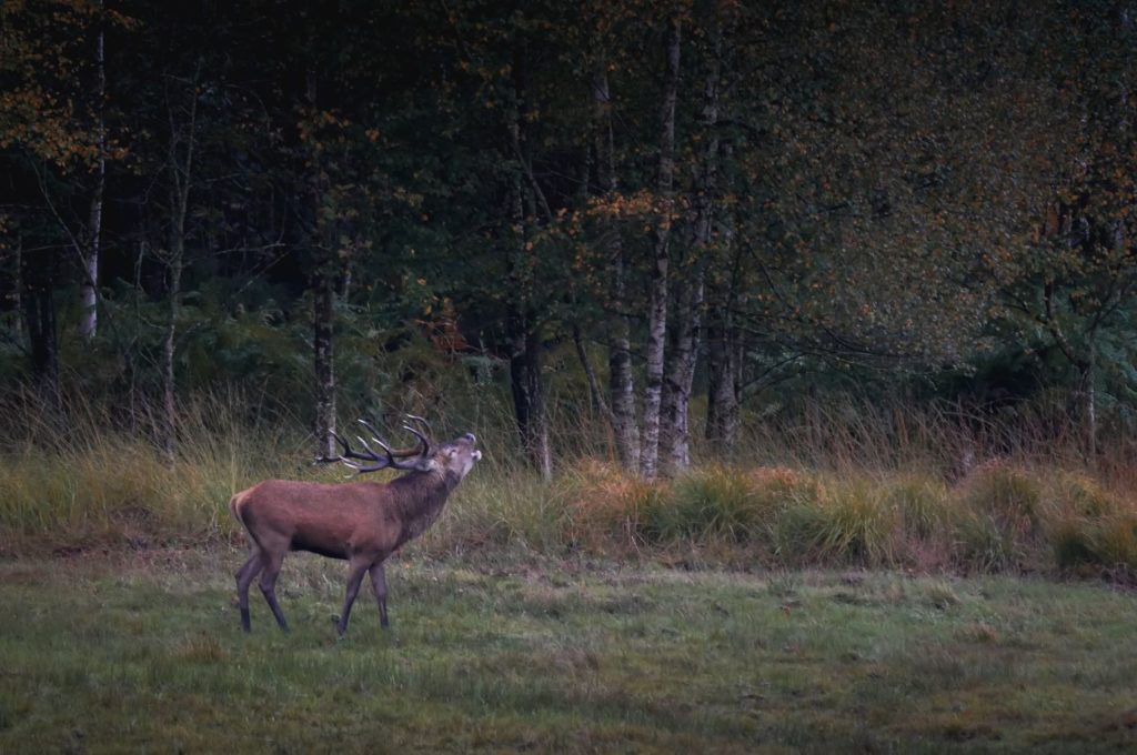 Où écouter le brame du cerf ? Les endroits et activités organisées