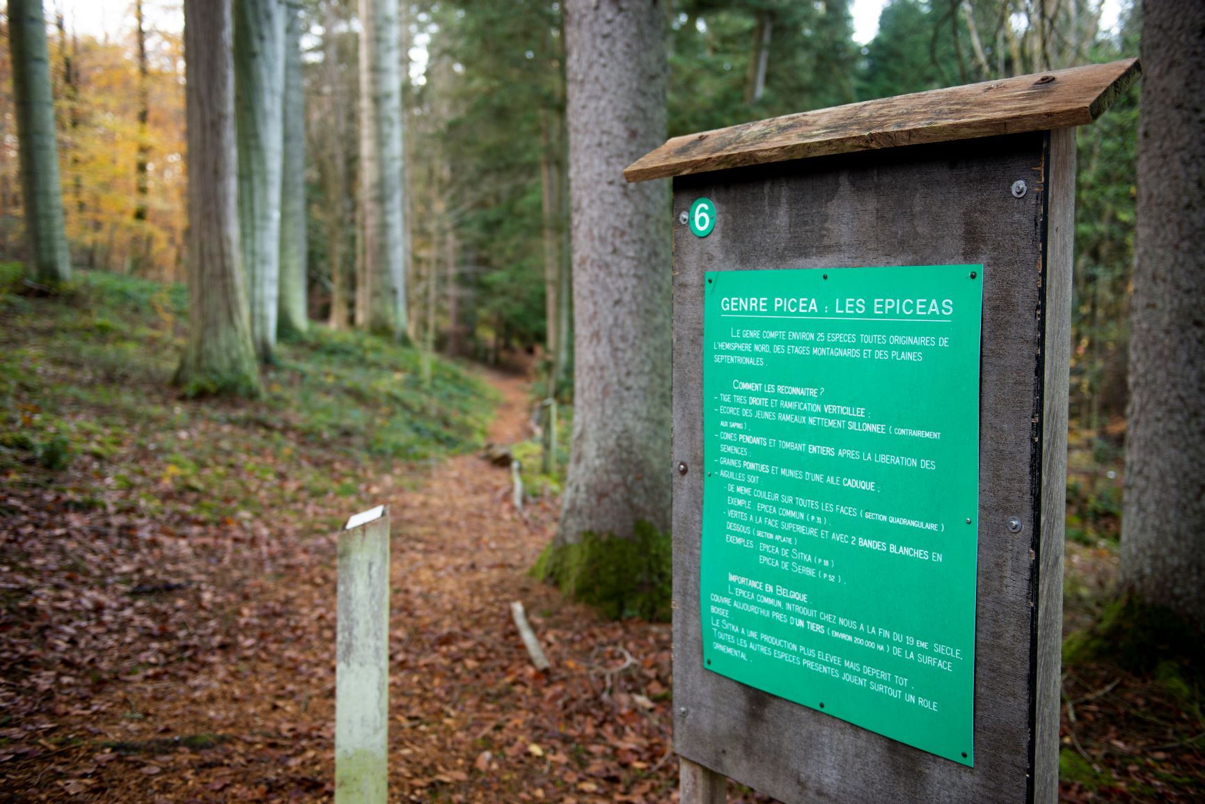 arboretum_sainthubert©dbcreation-MTFSH