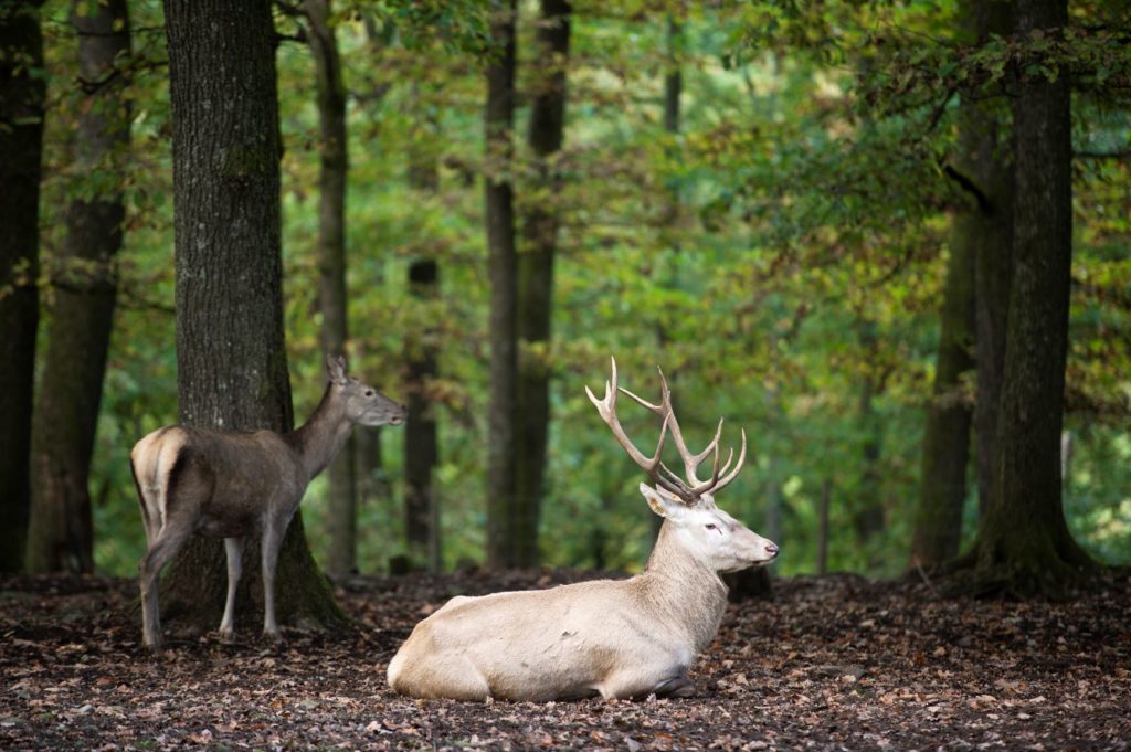 Balade dans le parc à gibier de Saint-Hubert