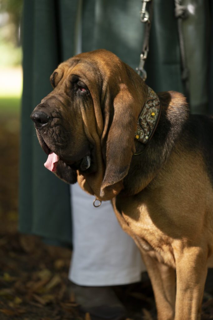 Dogfriendly - Maison du Tourisme de la Forêt de Saint-Hubert