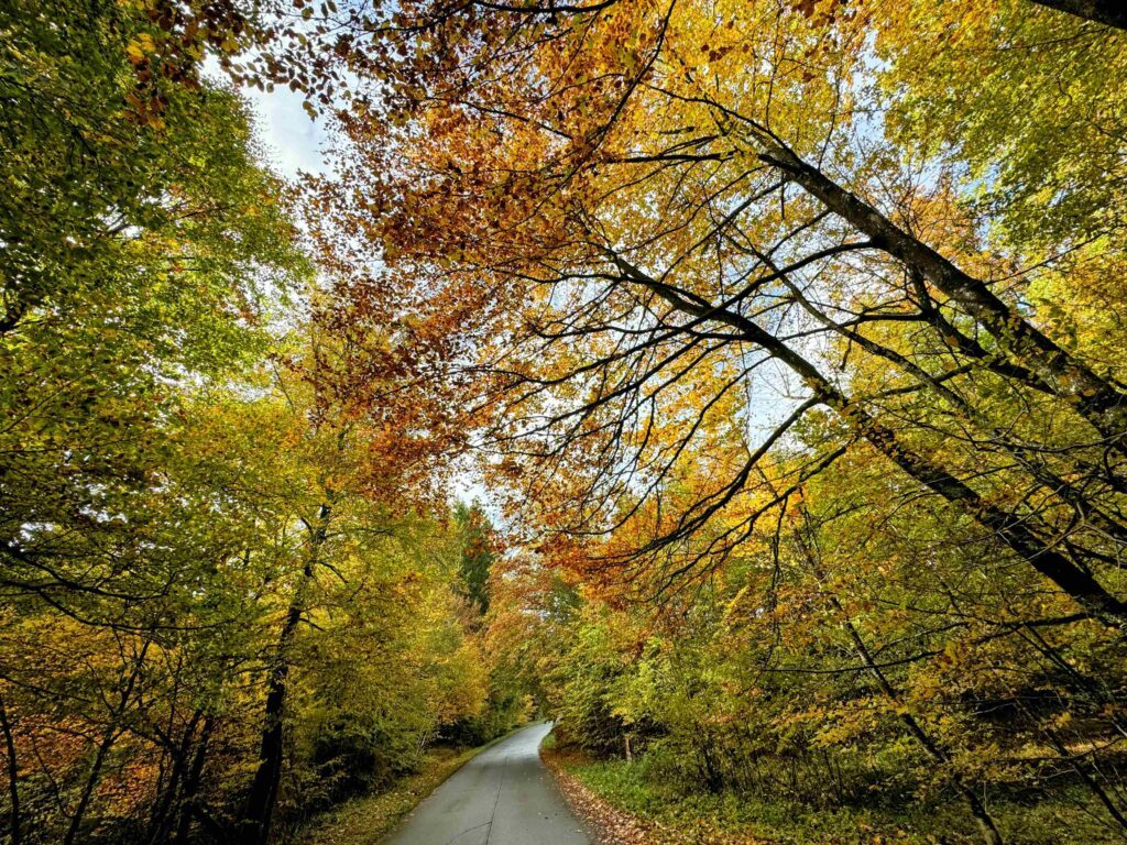En Forêt de Saint-Hubert durant l'automne