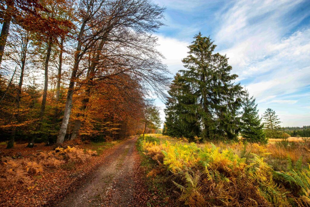 En Forêt de Saint-Hubert durant l'automne